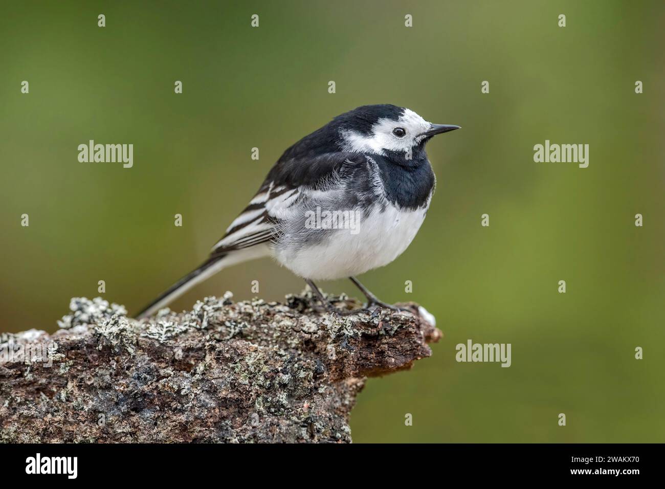 Pied wagtail branche perchée sur un arbre dans une forêt, au royaume-uni, en été Banque D'Images