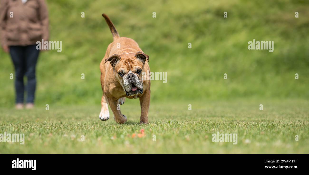 Amusez-vous et profitez d'un entraînement sportif avec un bulldog continental. Propriétaire et chien dans le parc pendant le travail. Banque D'Images