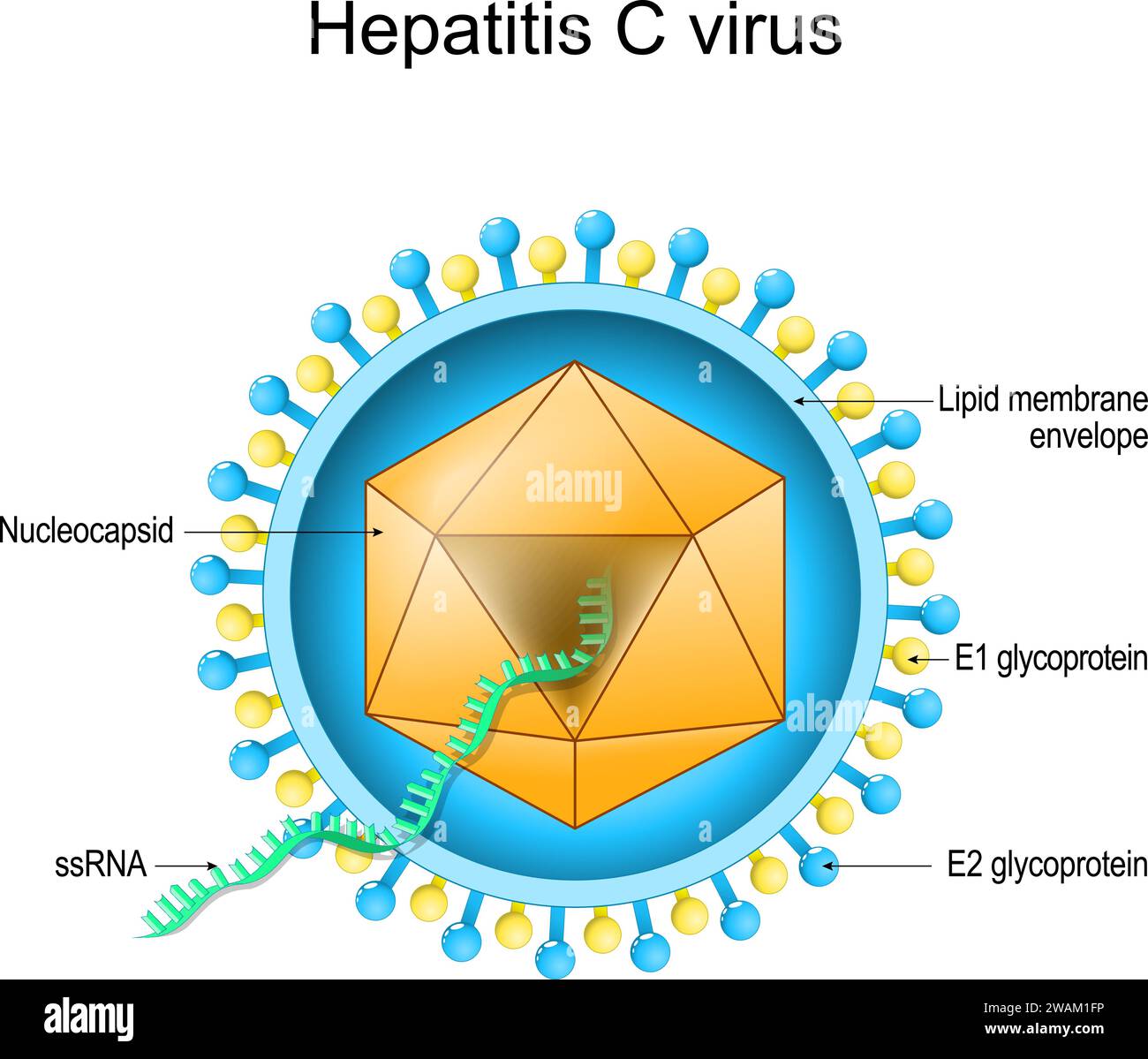 Structure du virus de l'hépatite C. Anatomie du virion. Maladie infectieuse du foie due au VHC. Hépatite virale. Diagramme vectoriel Illustration de Vecteur