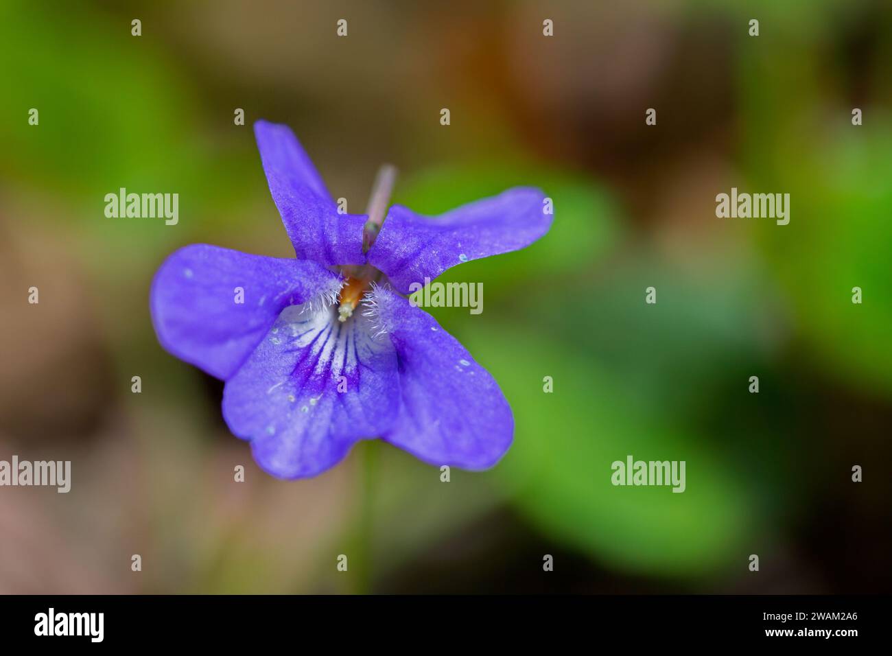 Début de chien-violet / violet en bois clair (Viola reichenbachiana / Viola sylvestris) en fleurs au printemps Banque D'Images