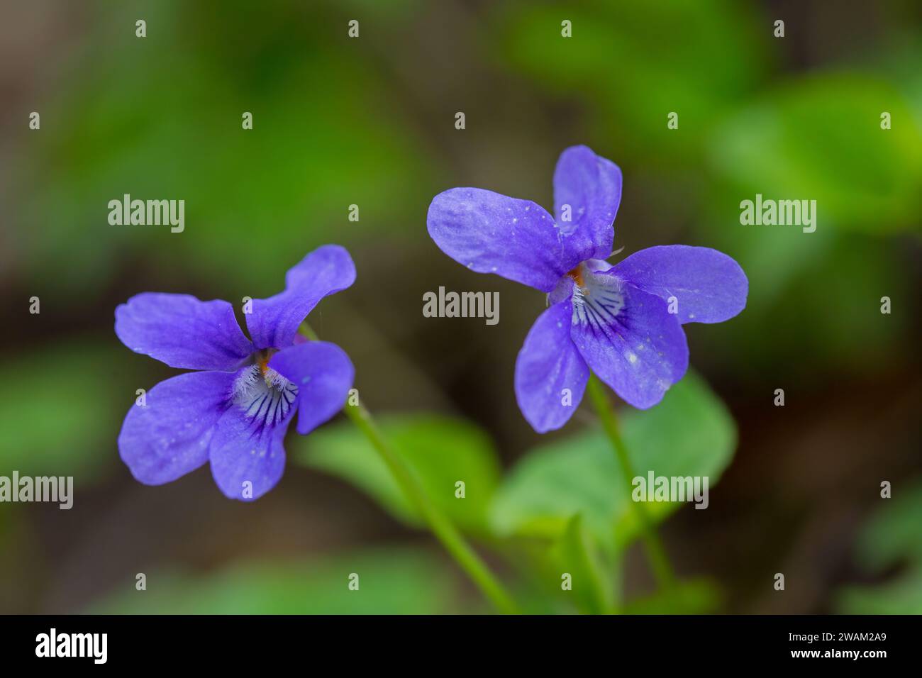 Violette de chien précoce / violette de bois pâle (Viola reichenbachiana / Viola sylvestris) en fleur au printemps Banque D'Images
