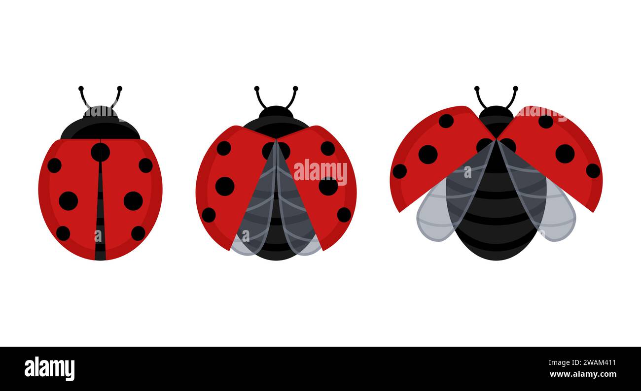 Mignon insecte coccinelle rouge mis sur une feuille ou volant isolé sur fond blanc. Illustration vectorielle. Illustration de Vecteur