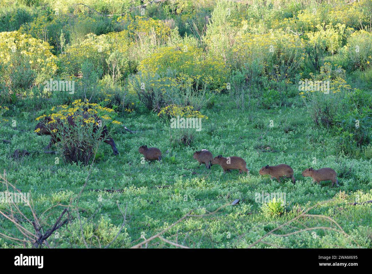 Capybara petits bébés suivant leur maman Banque D'Images