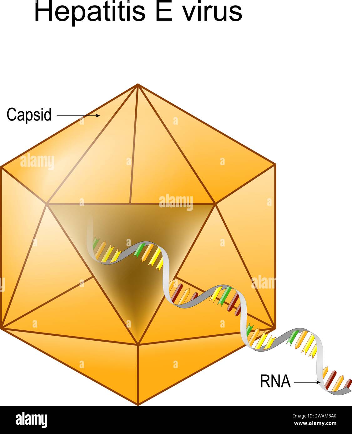 Structure du virus de l'hépatite E. Anatomie du virion. Maladie