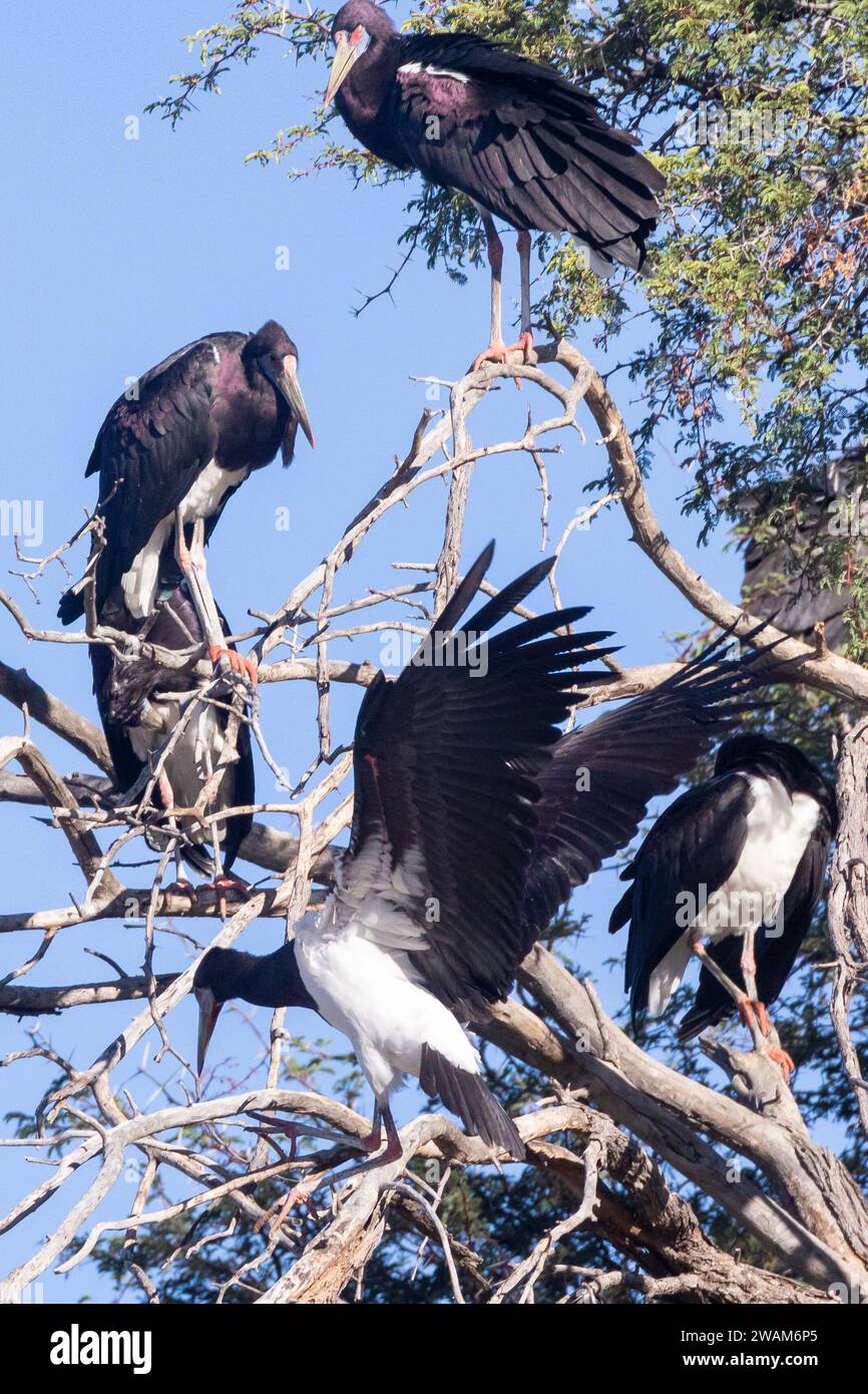 Cigogne d'Abdim's Stork (Ciconia abdimii), parc transfrontalier de Kgalagadi, Kalahari, Afrique du Sud Banque D'Images