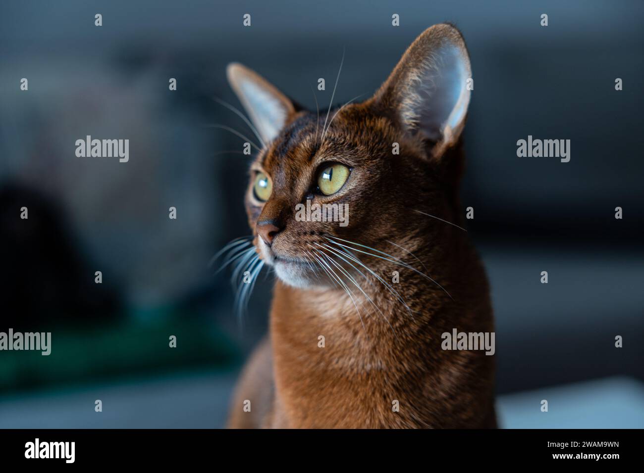 Charmant portrait d'un chat domestique. Jeune chat abyssinien brun-rouge. Banque D'Images