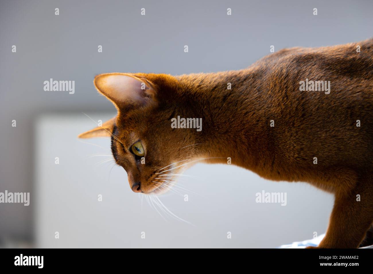 Portrait d'un chat domestique. Jeune chat abyssinien brun-rouge. Photo de côté Banque D'Images