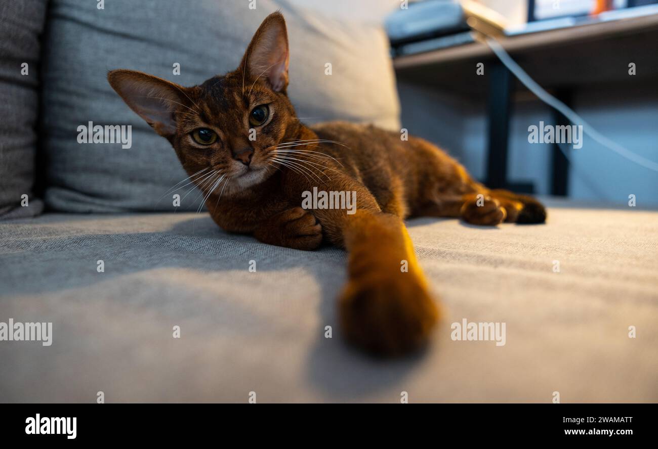 Un chat abyssinien est allongé sur un canapé avec sa patte tendue vers la caméra Banque D'Images