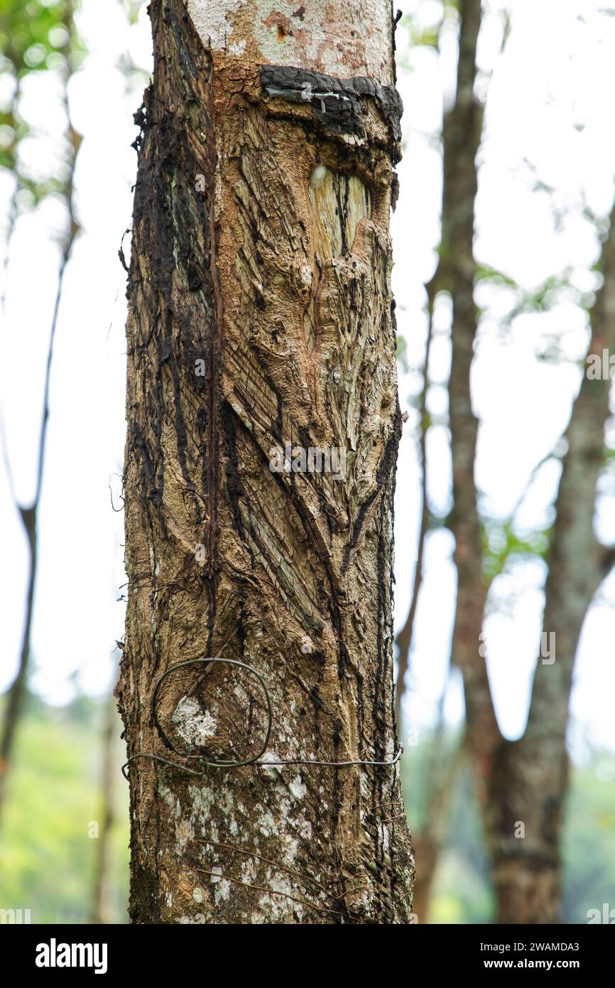 Enchanteur Rubber Tree Grove au Sri Lanka. une rangée d'arbres en caoutchouc s'étend au loin, révélant une vue naturelle à couper le souffle. arbre spécialement coupé pour c Banque D'Images