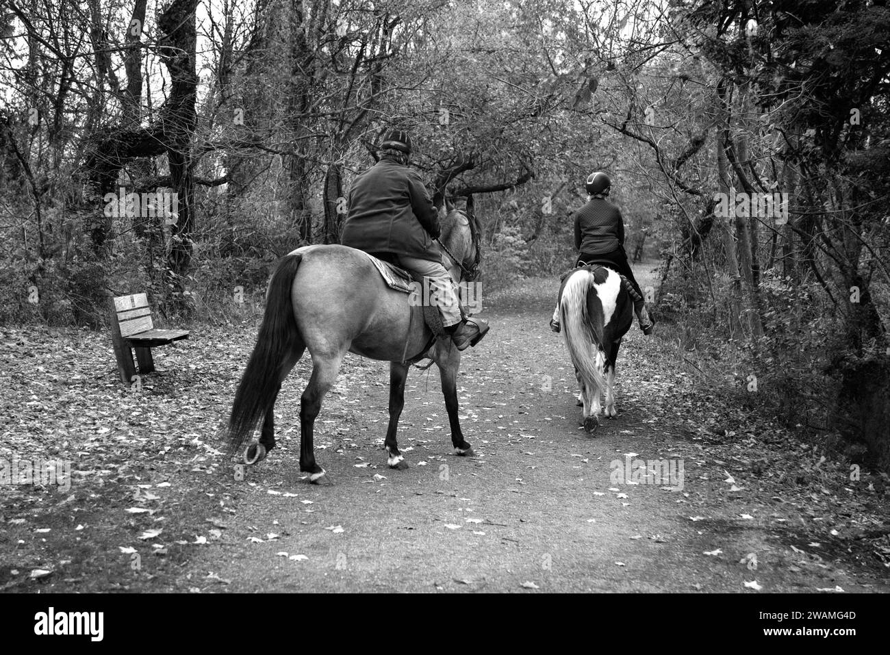 Les jeunes femmes prennent des leçons d'équitation le long d'un sentier public près d'Abingdon, en Virginie. Banque D'Images