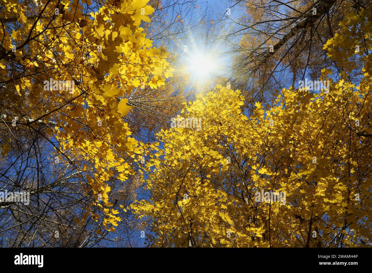Sommets de beaux arbres jaunes et soleil sur le ciel d'automne Banque D'Images