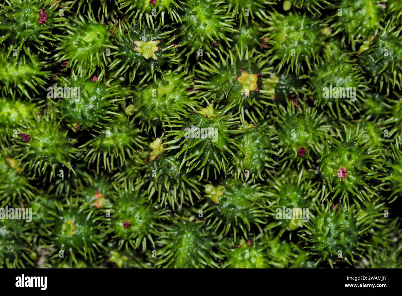 Portion des fruits verts du ricin, Ricinus communis L., populairement connu sous le nom de ricin, carrapateira et ricin Banque D'Images