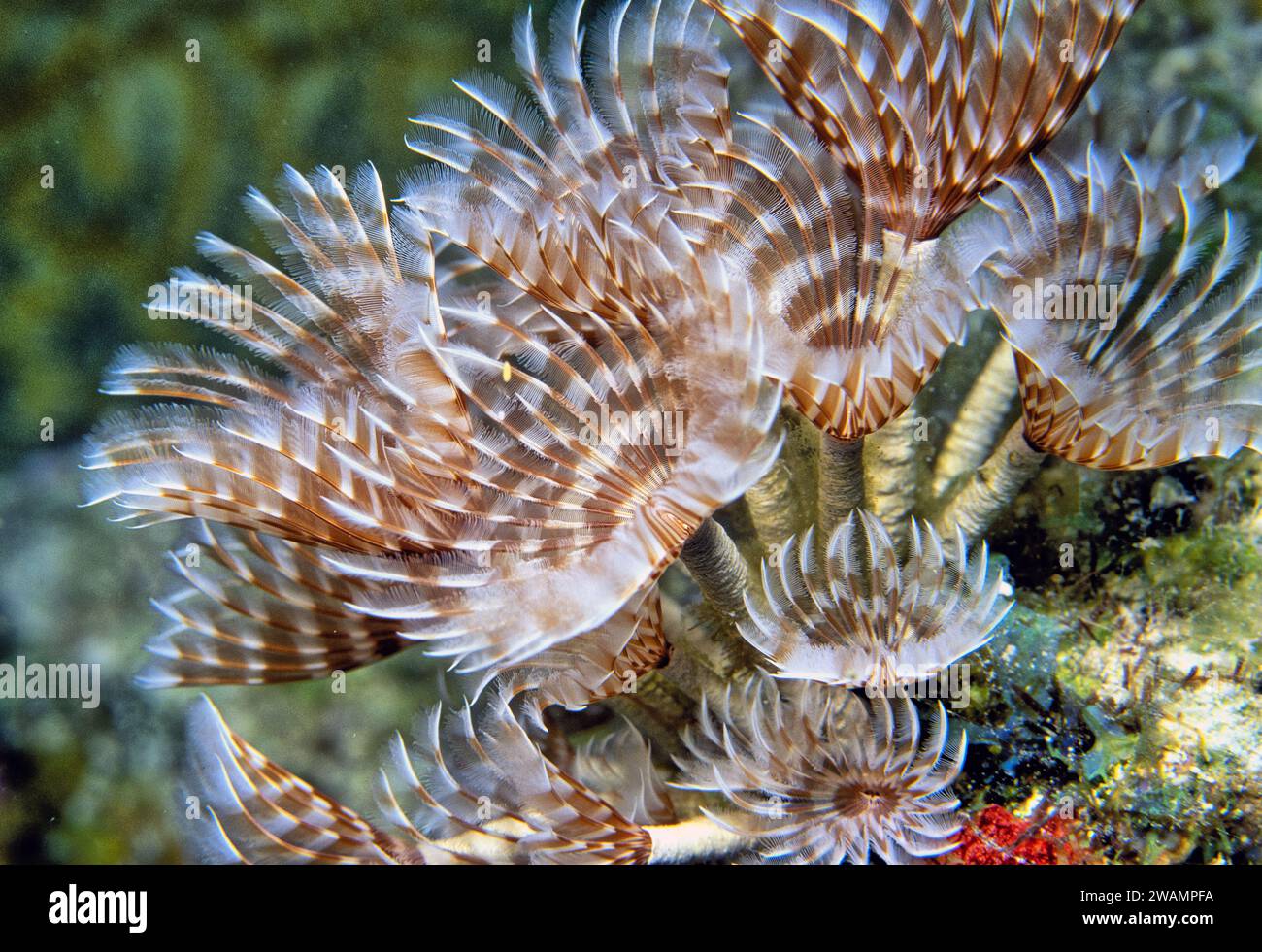 Les Sabellidae, ou vers de plumeau, sont une famille de vers tubulaires de polychètes marins caractérisés par des branchiae à plumes saillantes. Banque D'Images