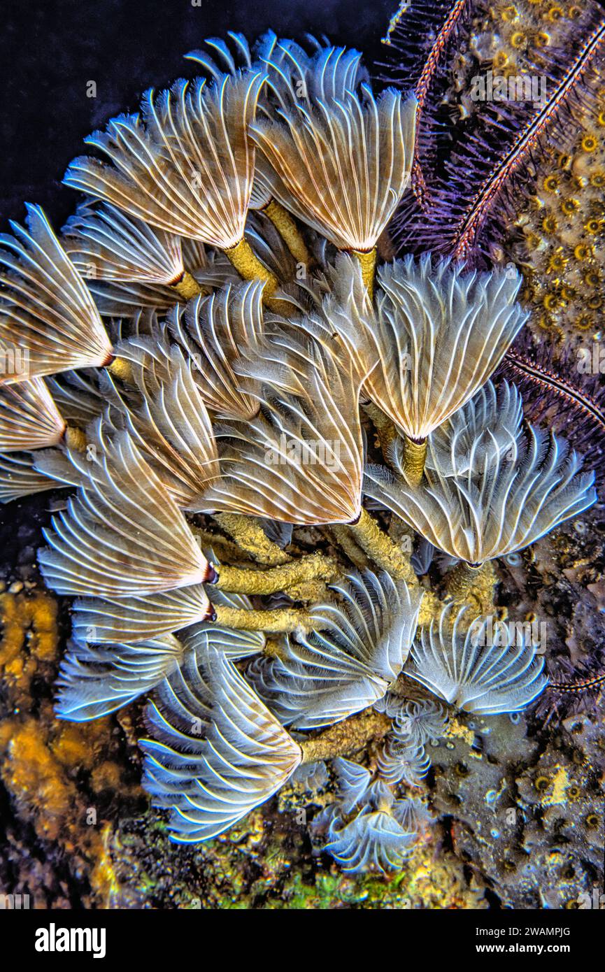 Les Sabellidae, ou vers de plumeau, sont une famille de vers tubulaires de polychètes marins caractérisés par des branchiae à plumes saillantes. Banque D'Images