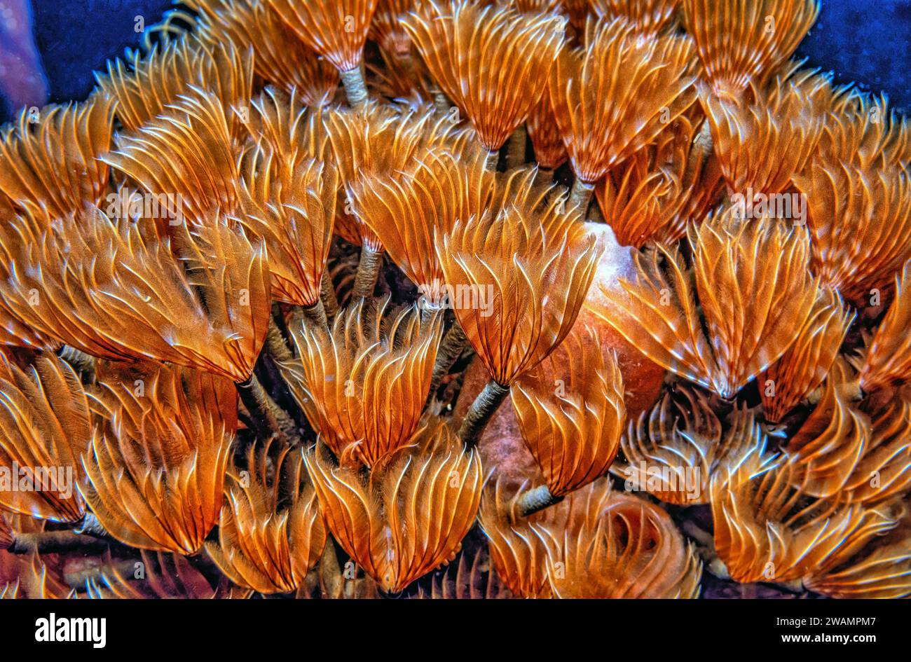 Les Sabellidae, ou vers de plumeau, sont une famille de vers tubulaires de polychètes marins caractérisés par des branchiae à plumes saillantes. Banque D'Images