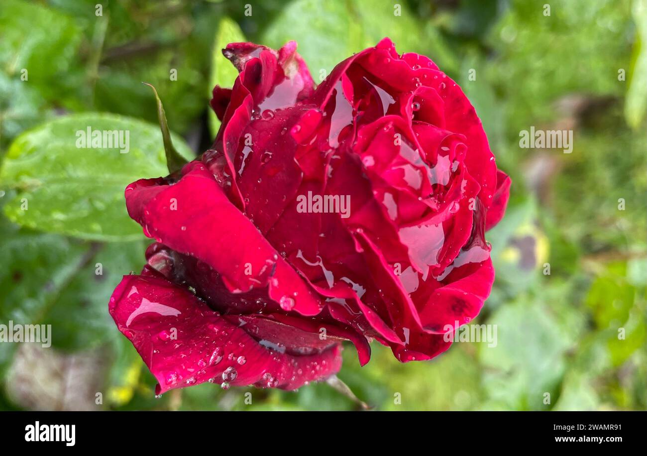 Une délicate fleur rose en pleine floraison, entourée de gouttes de pluie scintillantes scintillant au soleil Banque D'Images