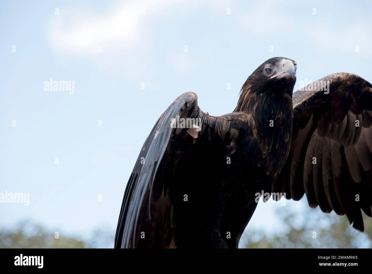 l'aigle à queue biseautée a des plumes brunes à noires, plus les plumes sont foncées, plus l'oiseau est âgé Banque D'Images