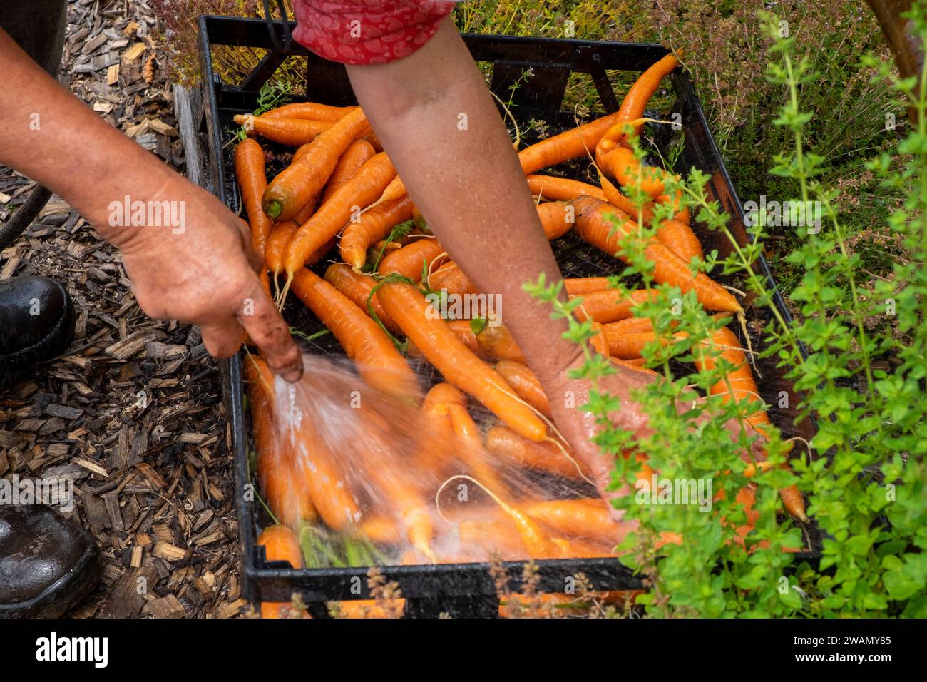 Laver les carottes fraîchement cueillies à l'aide d'un tuyau et d'un plateau en plastique Banque D'Images