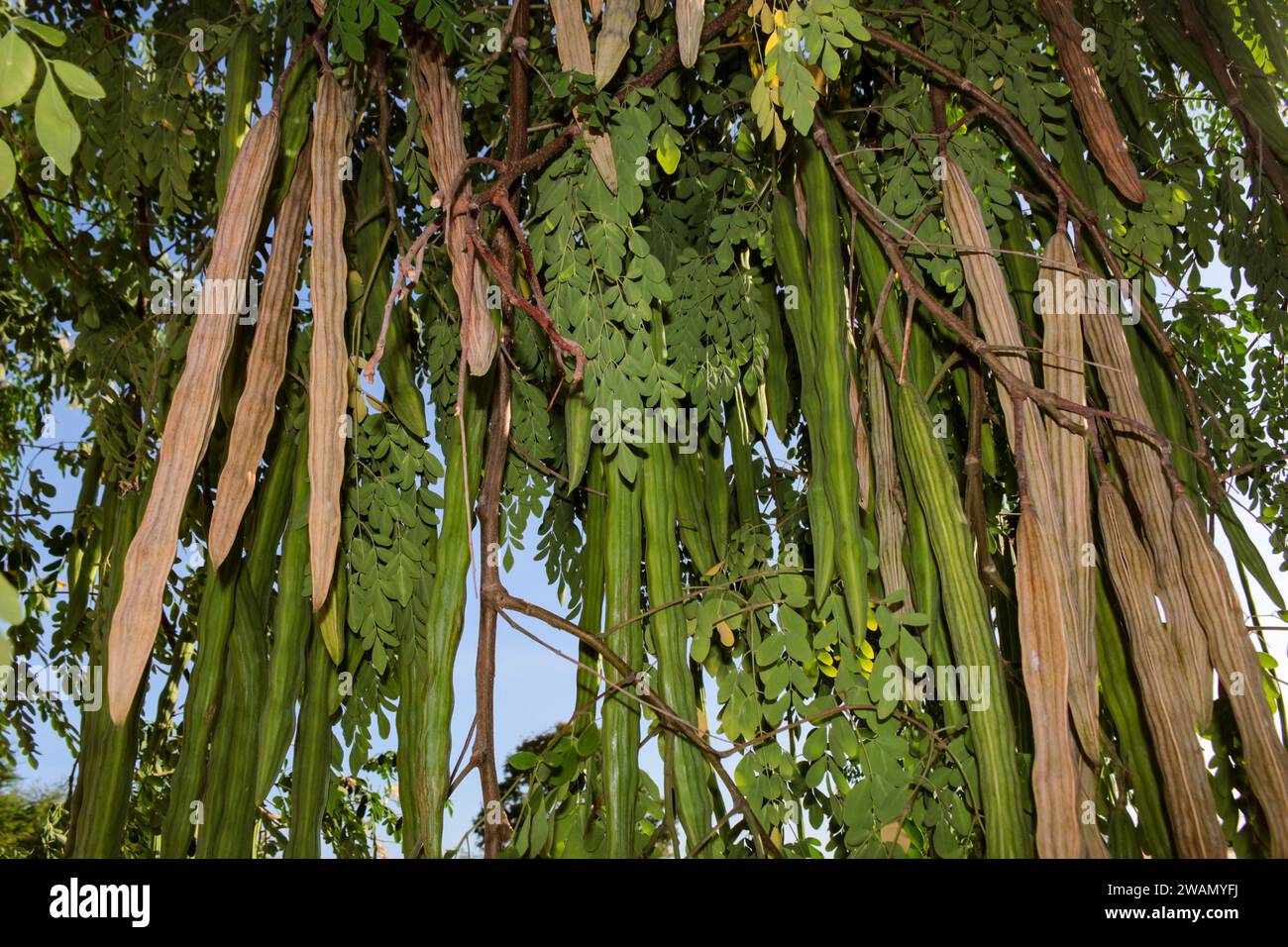 Fruits et feuilles de Moringa oleifera, une plante de la famille des Moringaceae, mieux connue sous le nom de moringas. Banque D'Images