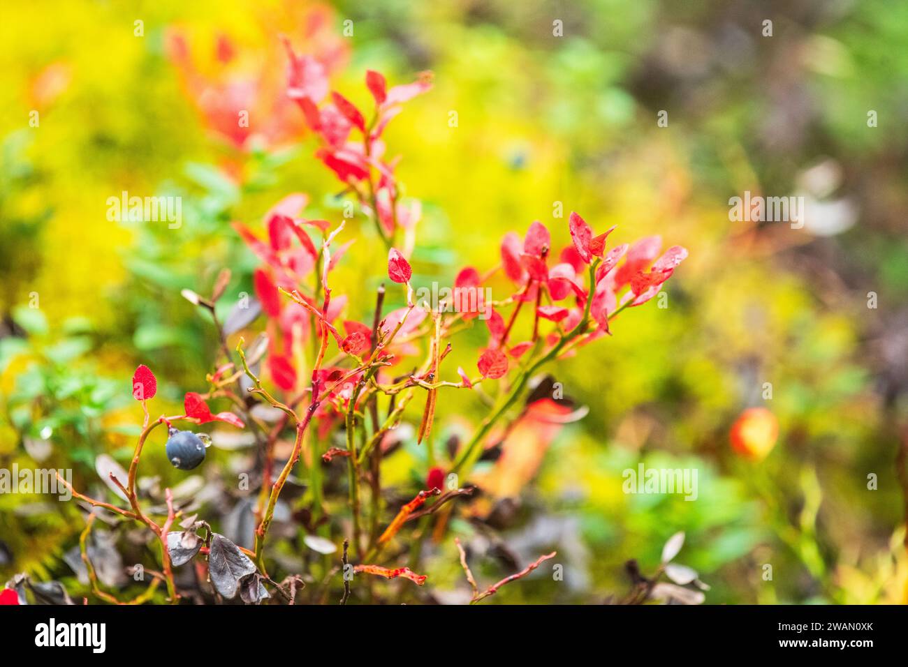 Champ de bleuets sauvages dans la forêt près de Kuusamo , Finlande Banque D'Images