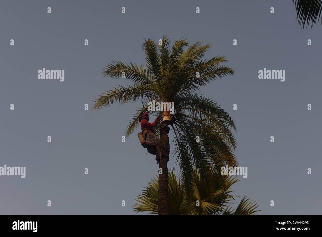 Dhaka, Bangladesh. 6 janvier 2024. Dans les environs de Dhaka, un homme nettoie l’endroit où la sève tombe sur un palmier pour en extraire le jus. Les renards volants assis tout en buvant le jus des palmiers est ce qui cause le virus Nipah. (Image de crédit : © MD Mehedi Hasan/ZUMA Press Wire) USAGE ÉDITORIAL SEULEMENT! Non destiné à UN USAGE commercial ! Banque D'Images