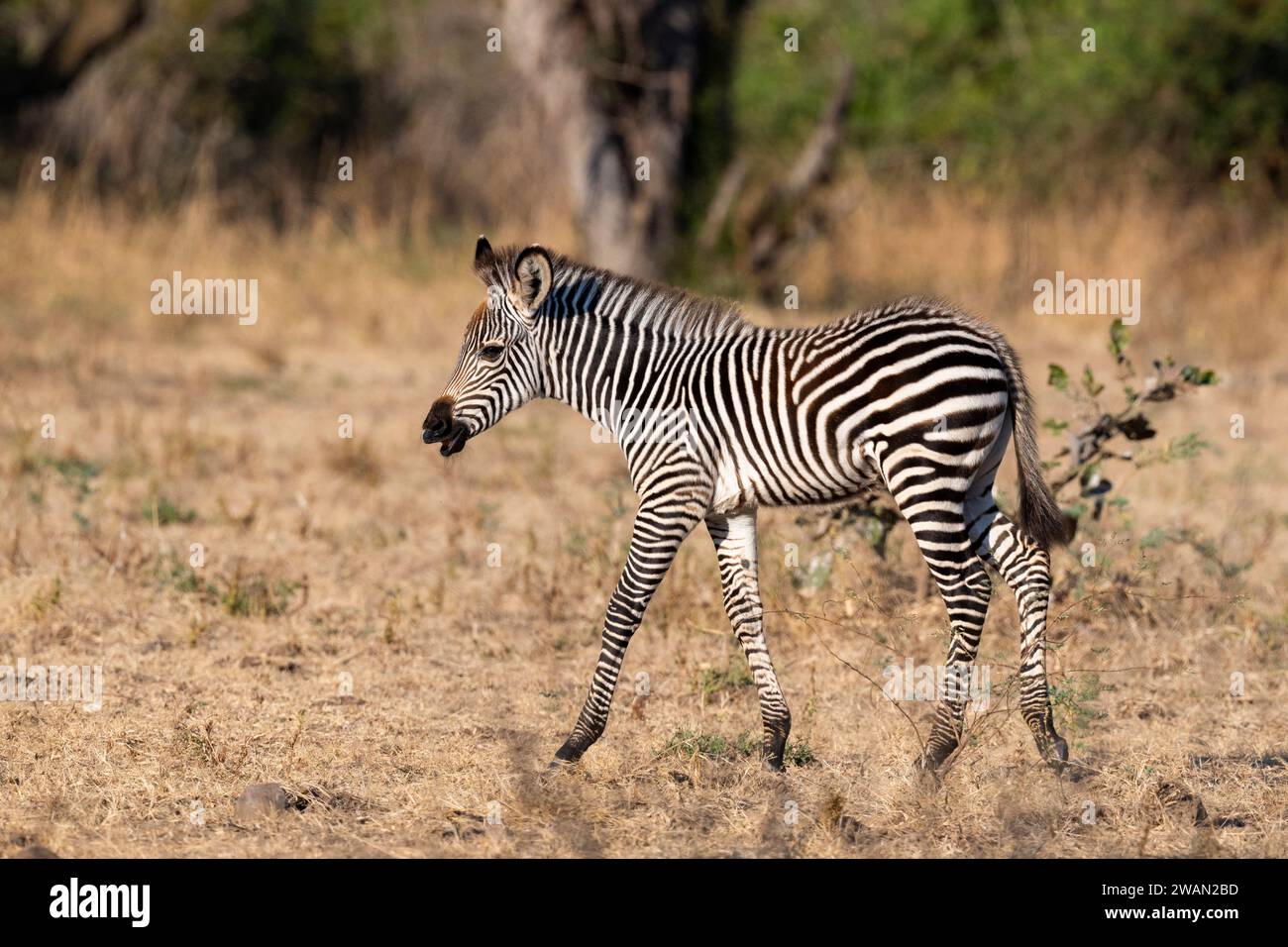 Zambie, South Luangwa NP. Le zèbre de Crawshay (Equus quagga crawshayi) jeune poulain. Banque D'Images