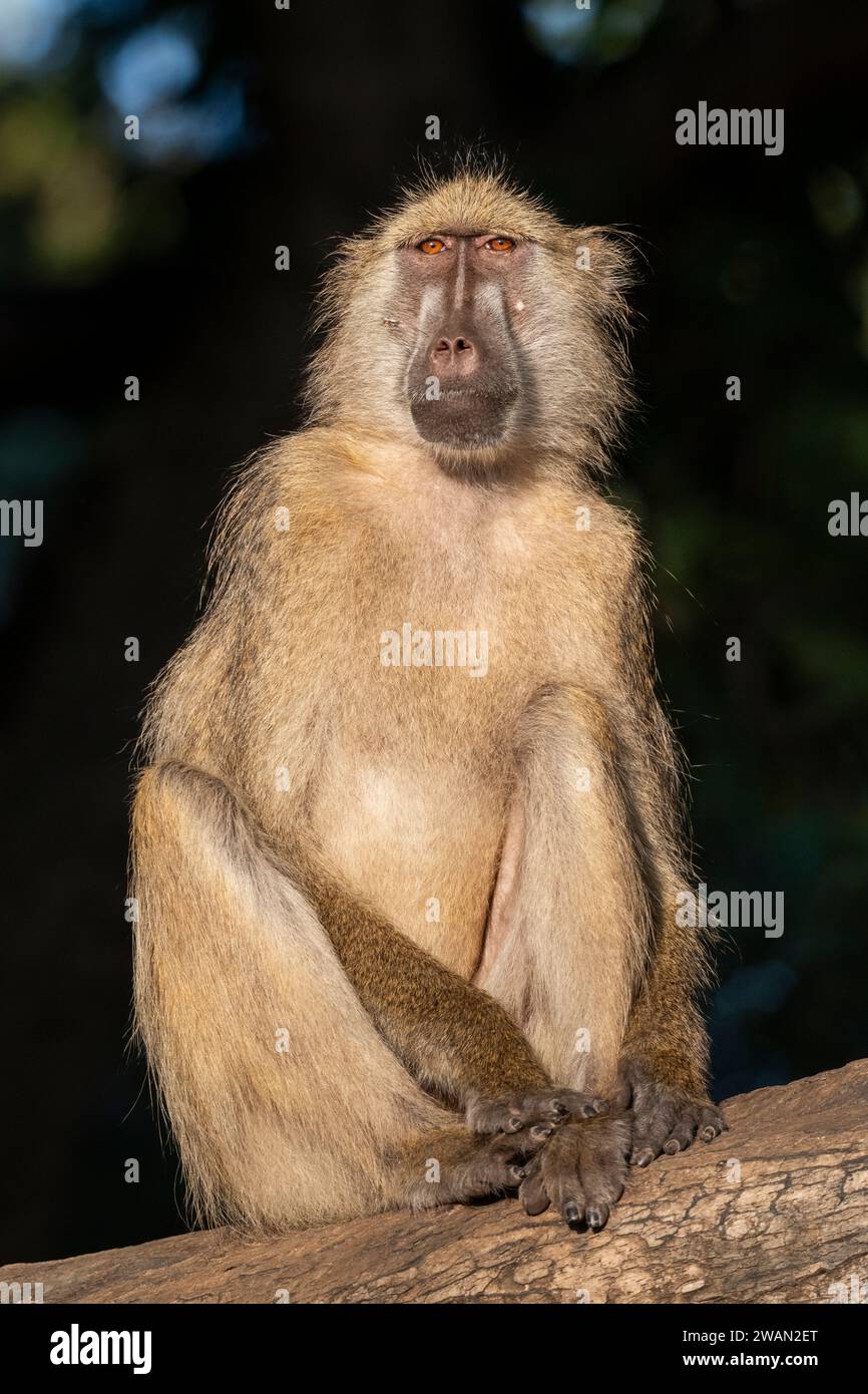 Zambie, Luangwa du Sud. Babouin jaune (Papio cynocephalus) mâle dans l'arbre. Banque D'Images