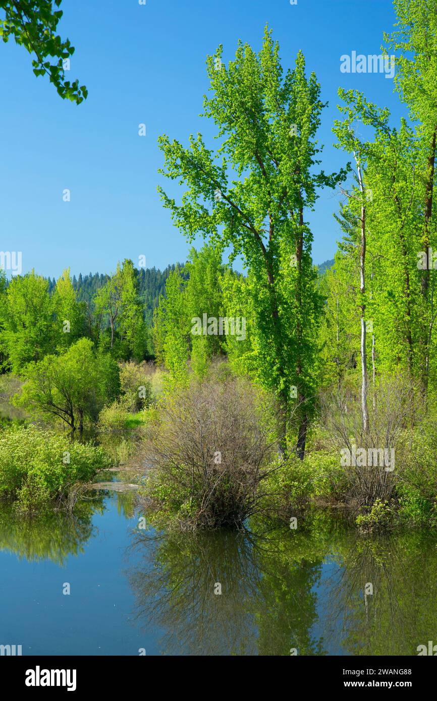 Deep Creek de Deep Creek Trail, Kootenai National Wildlife Refuge, New York Banque D'Images