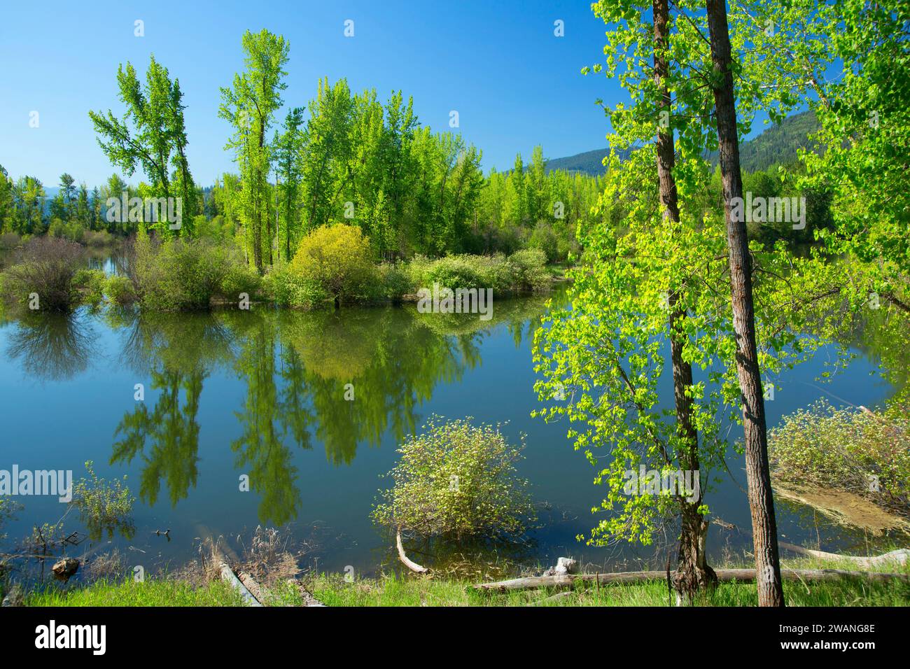 Deep Creek de Deep Creek Trail, Kootenai National Wildlife Refuge, New York Banque D'Images