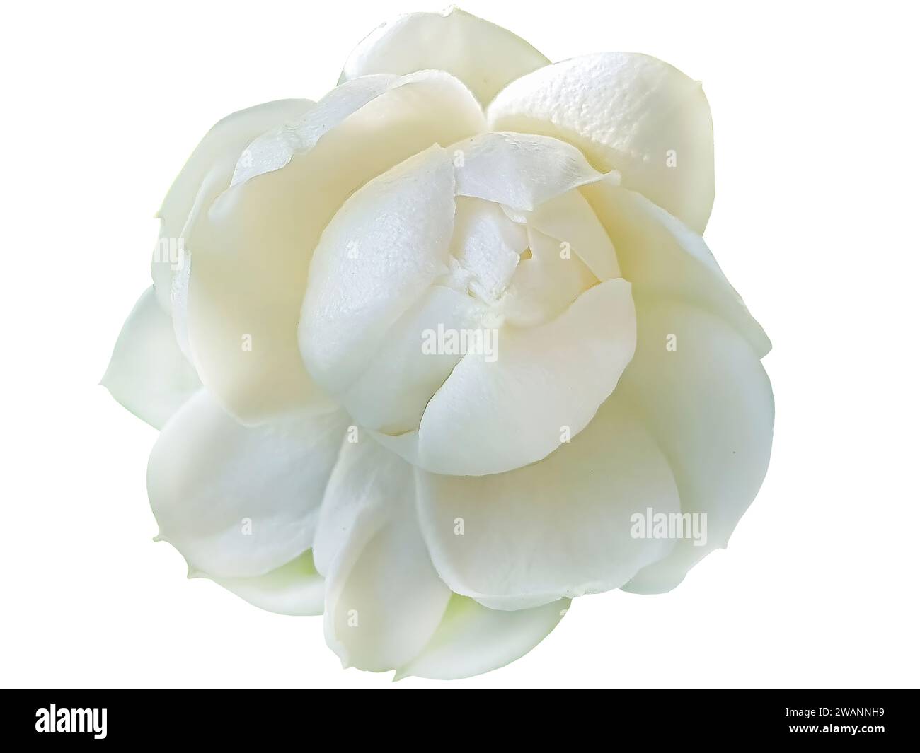 Fleur blanche unique du Grand-Duc de Toscane, jasmin blanc arabe, Jasminum sambac, arôme, flore, isolé, fond blanc, découpe avec découpe p Banque D'Images