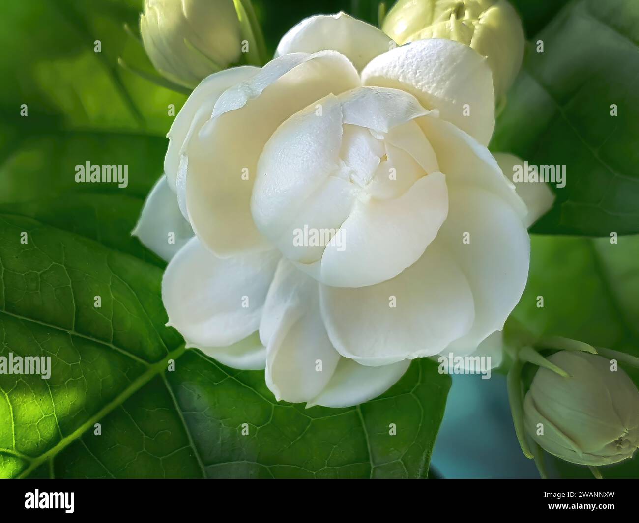 Gros plan de jasmin blanc, Jasminum sambac ou jasmin arabe, belle fleur blanche et feuilles vertes dans la lumière naturelle du matin Banque D'Images