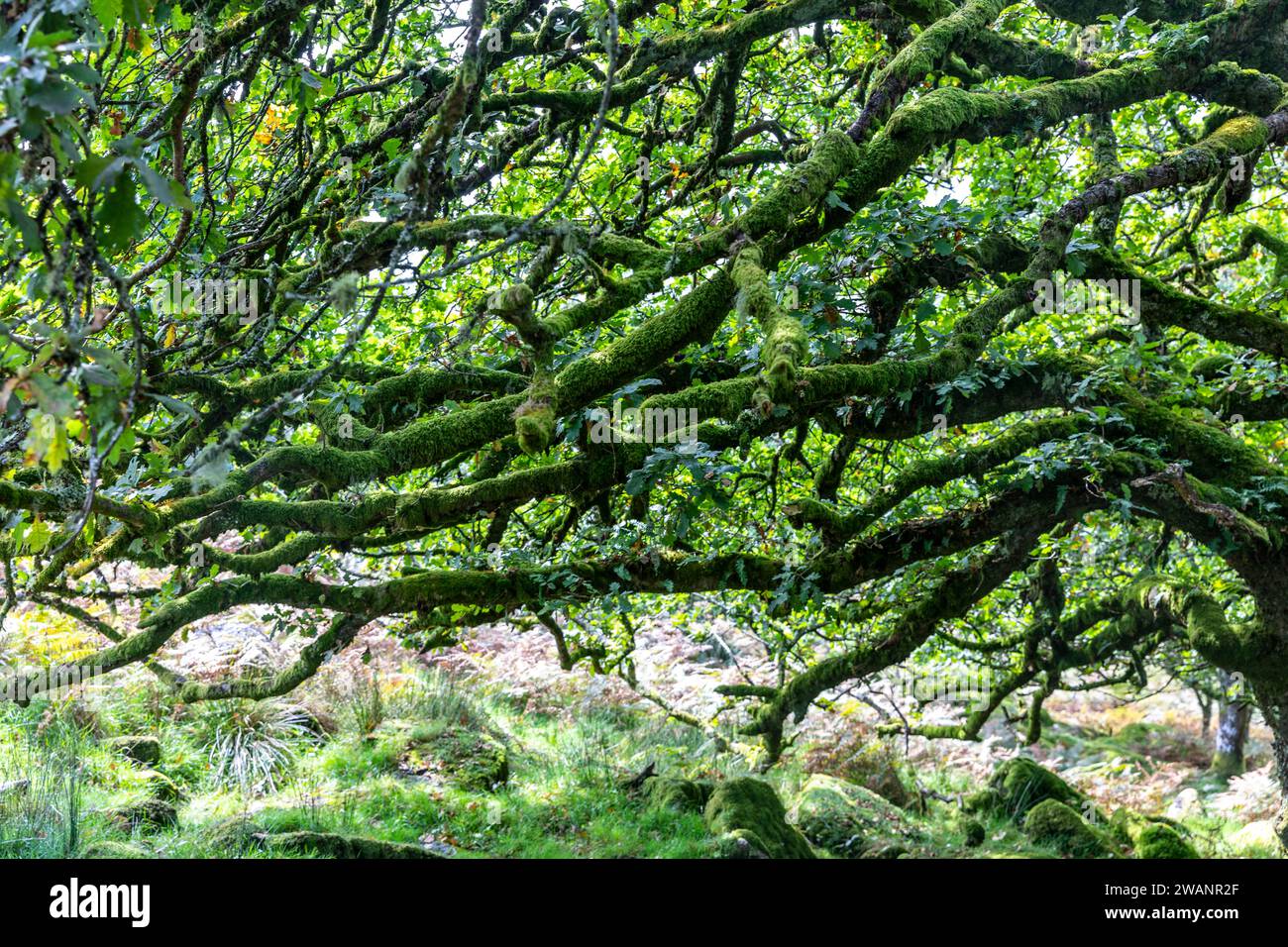 Bois de Wistmans dans le parc national de Dartmoor, à l'intérieur du bois de l'extrémité sud avec mousses et lichens sur les chênes, Devon, Angleterre, Royaume-Uni, 2023 Banque D'Images