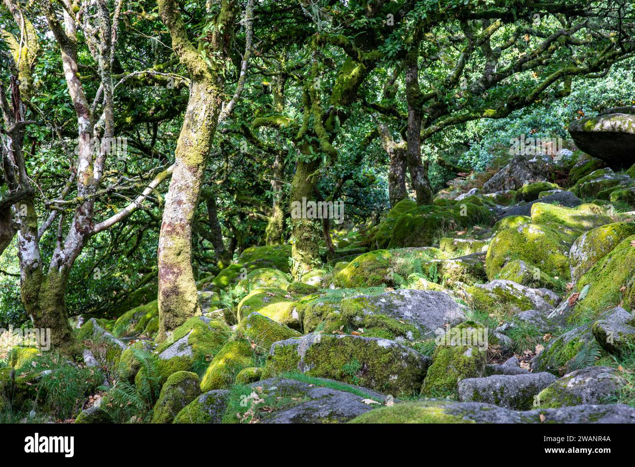 Bois de Wistmans dans le parc national de Dartmoor, à l'intérieur du bois de l'extrémité sud avec mousses et lichens sur les chênes, Devon, Angleterre, Royaume-Uni, 2023 Banque D'Images