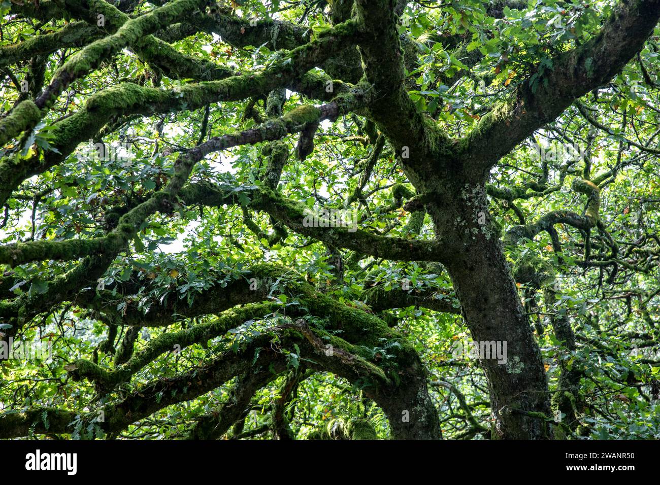 Bois de Wistmans dans le parc national de Dartmoor, à l'intérieur du bois de l'extrémité sud avec mousses et lichens sur les chênes, Devon, Angleterre, Royaume-Uni, 2023 Banque D'Images