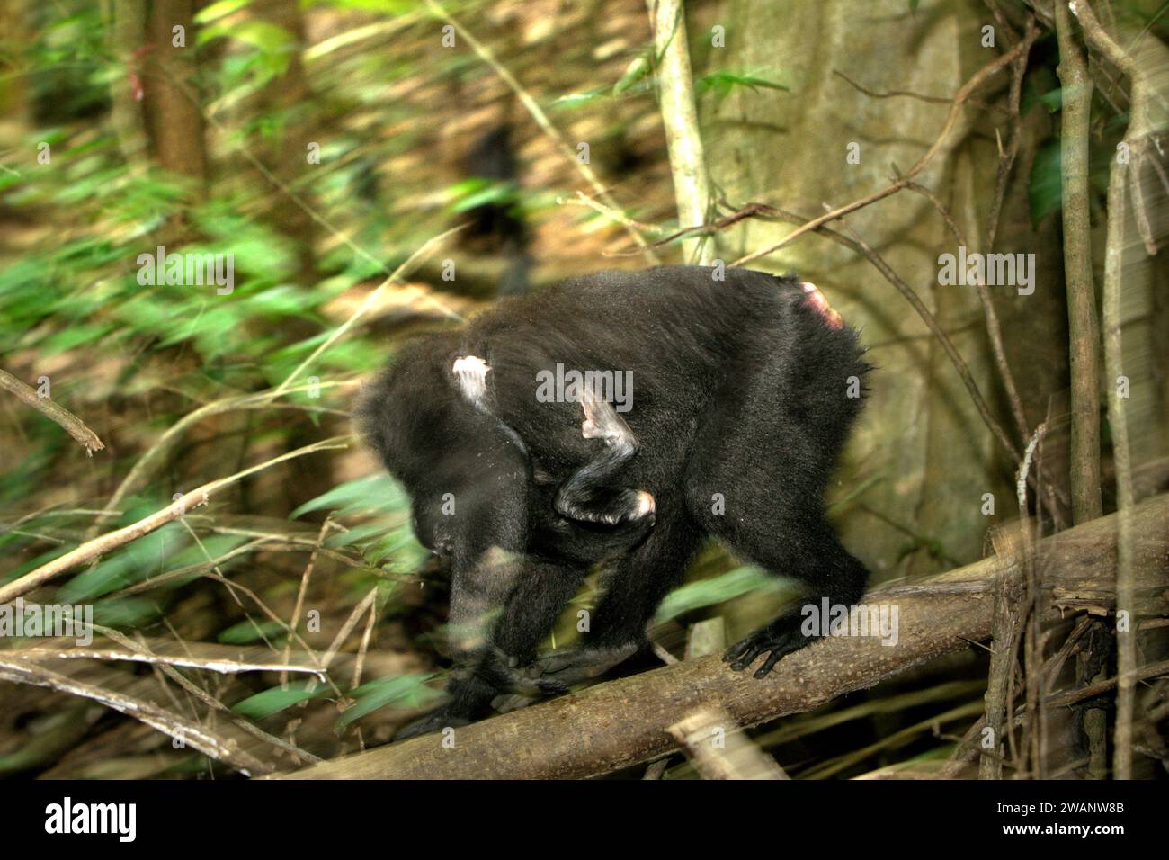 Un macaque à crête (Macaca nigra) porte un nourrisson alors qu'il se déplace sur une bûche dans la forêt de Tangkoko, Sulawesi du Nord, en Indonésie. La conservation des primates est un défi comportemental et, en tant que tel, nécessite des solutions éclairées sur le plan comportemental, selon une équipe de scientifiques dirigée par Harry Hilser dans son article de 2023 publié par International Journal of Primatology (accessible par Springer). Elle a également besoin, ont-ils écrit, « Une stratégie holistique d'éducation, de renforcement des capacités et de conservation communautaire s'appuie sur un mélange de connaissances provenant de multiples disciplines scientifiques sociales et de recherche directe. Banque D'Images