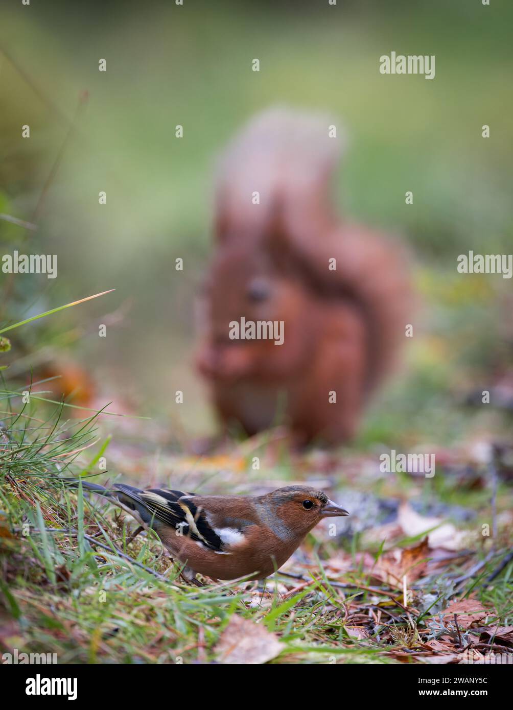 Chaffinch eurasien [ Fringilla coelebs ] oiseau mâle se nourrissant sur le sol avec l'écureuil rouge flou [ Sciurus vulgaris ] en arrière-plan Banque D'Images