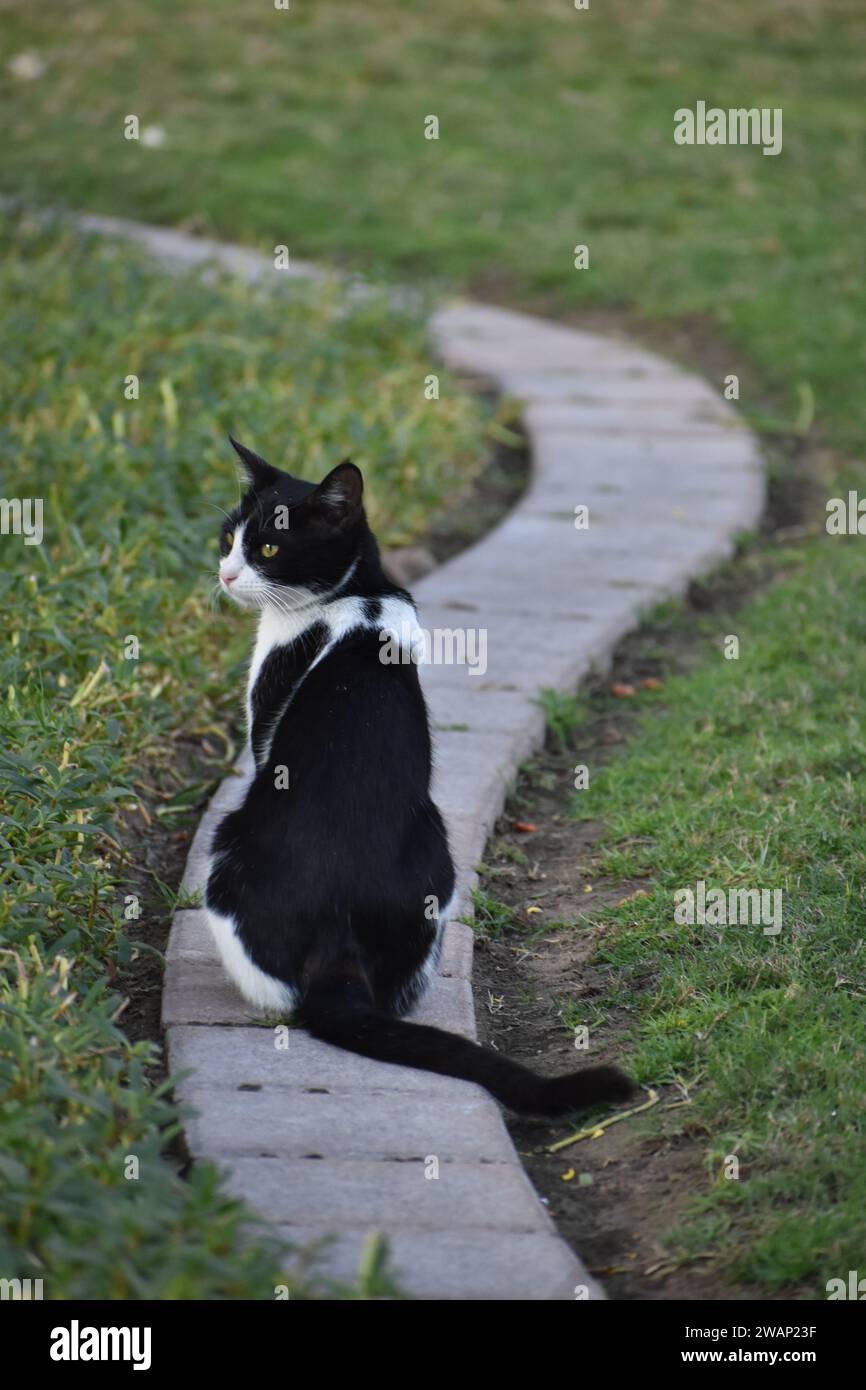 Feline explorer : chat perché sur un chemin sans fin, méditant des royaumes Banque D'Images