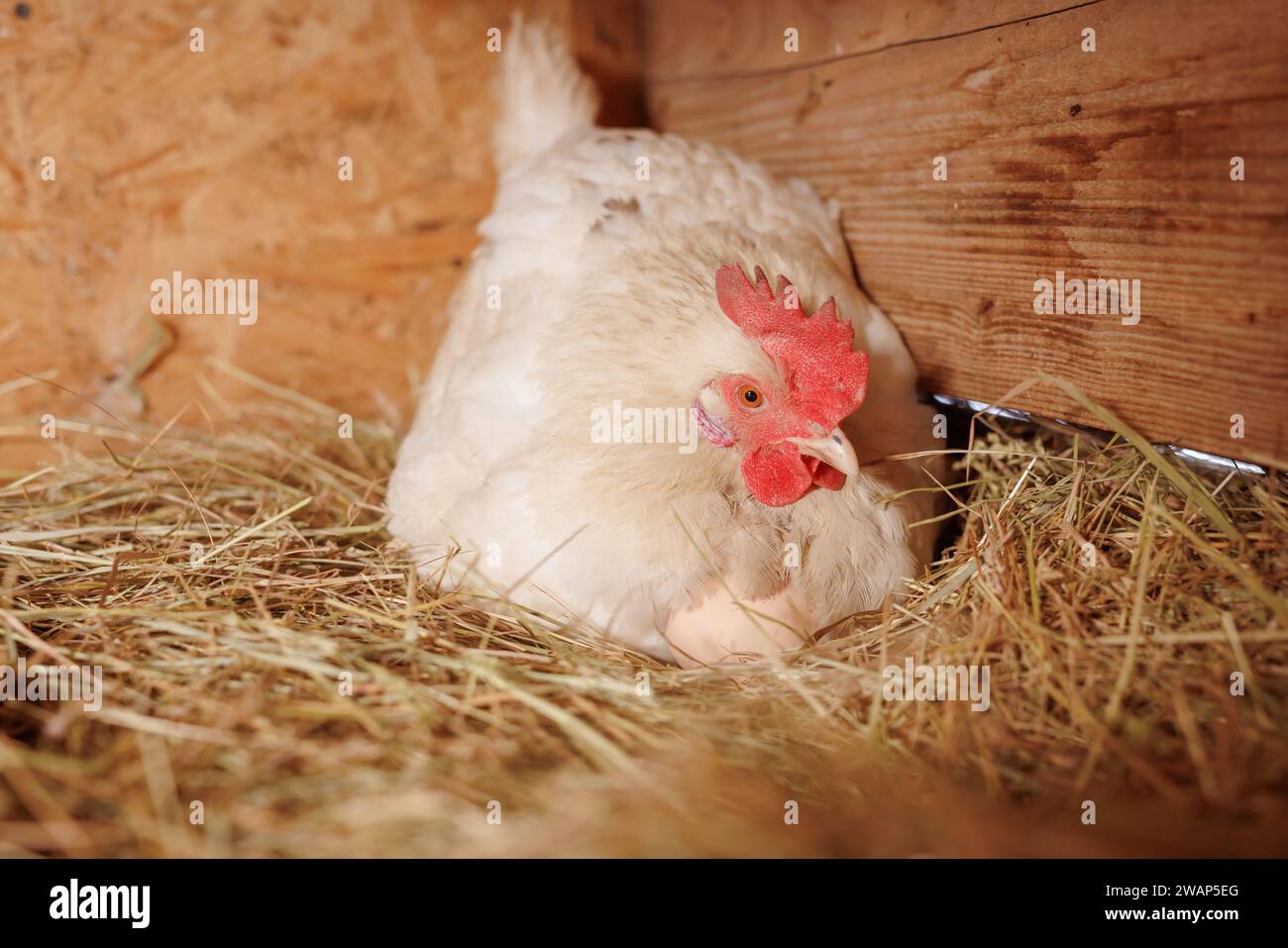 poule pondeuse rouge couvant des œufs dans un nid de paille à l'intérieur d'un poulailler en bois, ferme de poulets fermiers Banque D'Images