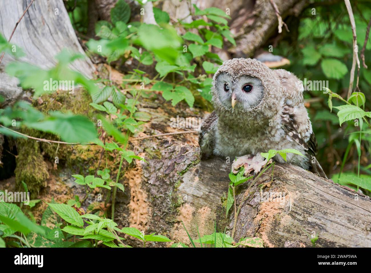 Jeune oiseau de l'Oural (Strix uralensis), Bavière, Allemagne, Europe Banque D'Images