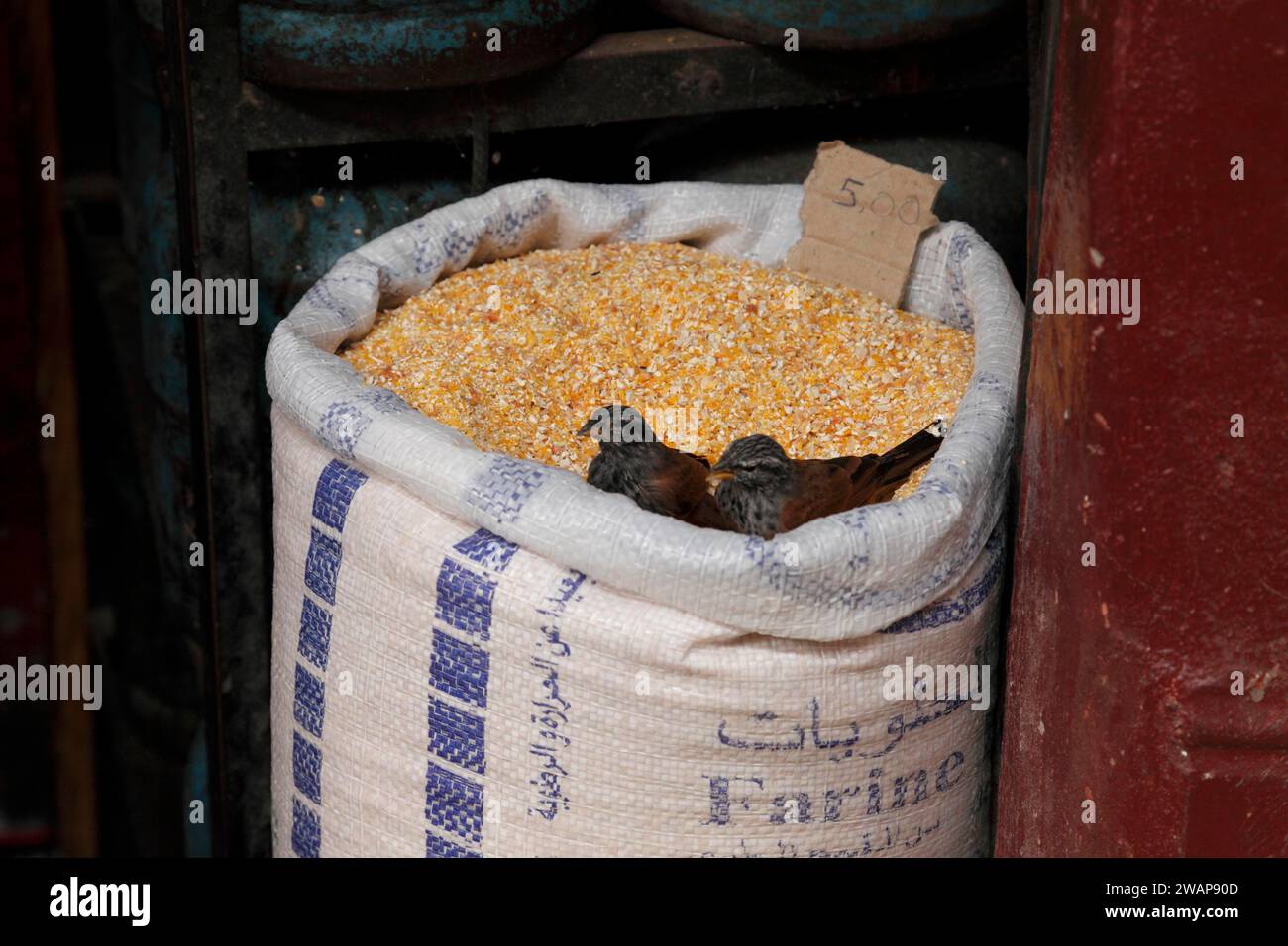 Oiseaux dans un sac de céréales dans le souk de Marrakech, Maroc, Afrique Banque D'Images