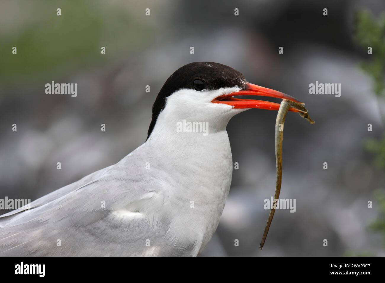 Sterne commune (Sterna hirundo), oiseau adulte avec aiguille de mer dans le bec, parents d'hippocampes, parc national de la mer des Wadden de Basse-Saxe, îles de la Frise orientale, Lowe Banque D'Images