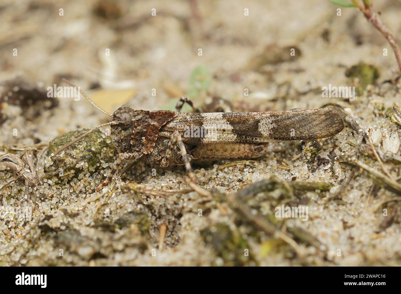 Gros plan naturel sur une sauterelle européenne à ailes bleues , Oedipoda caerulescens, assis sur le sol Banque D'Images