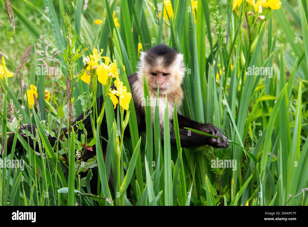 Capucin à épaules blanches au milieu d'un amas d'iris de marais Banque D'Images