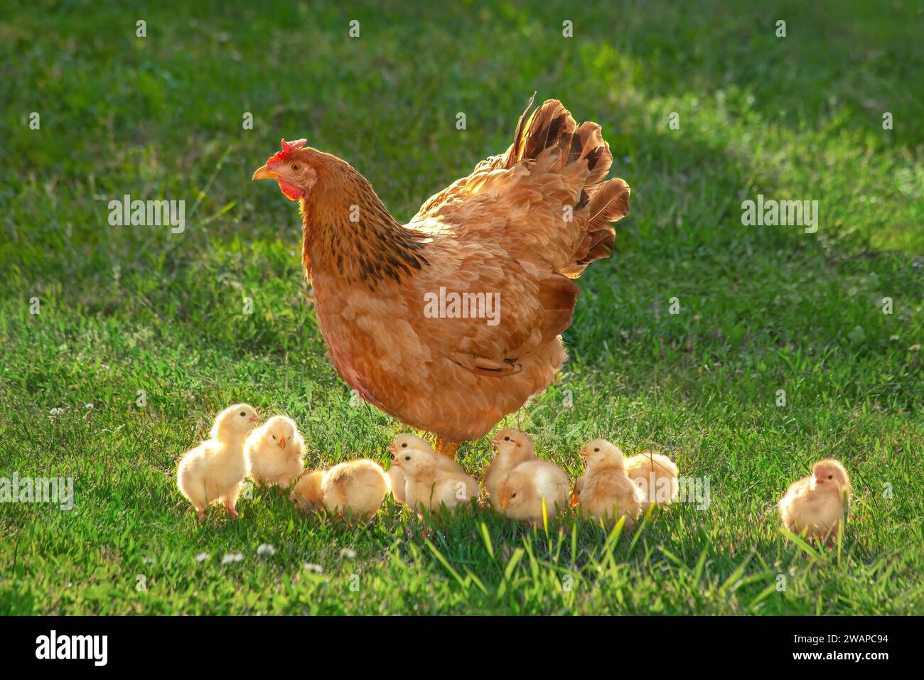 Poule en liberté avec des poussins dans une cour rurale. Poule et poules dans une herbe dans une ferme contre des photos de soleil. Gallus gallus domesticus. Ferme biologique de volaille. Banque D'Images