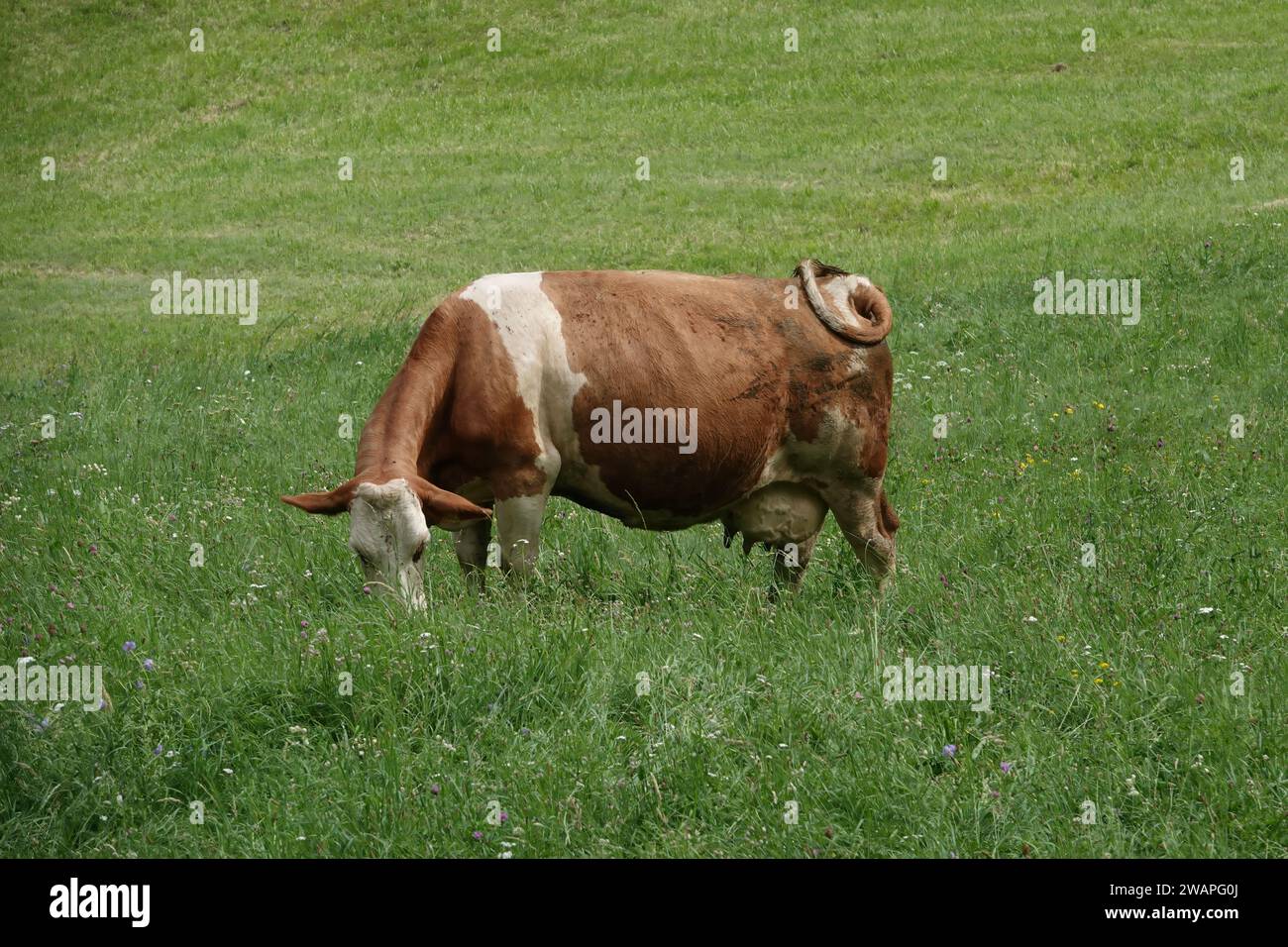 Gros plan naturel en plein air sur le pâturage de vaches brunes et blanches dans une prairie autrichienne Banque D'Images