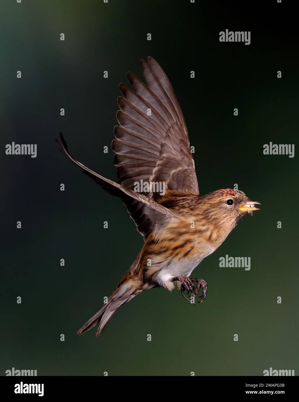 Common Redpoll, Carduelis flammea, en vol, Mid Wales, UK Banque D'Images
