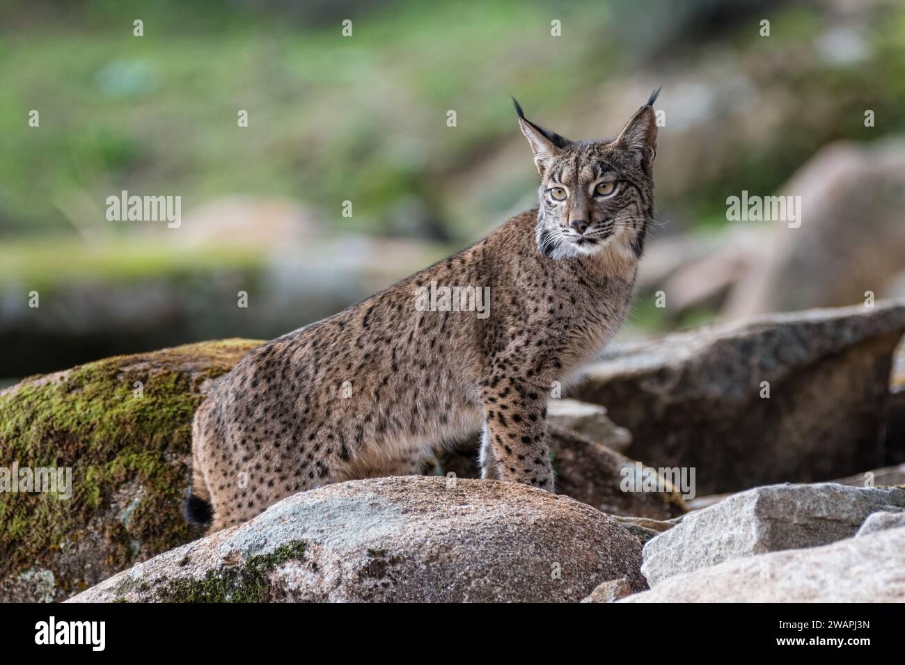 Lynx ibérique, Lynx pardinus, au sommet de quelques rochers, Andújar, Jaén, Andalousie, Espagne Banque D'Images