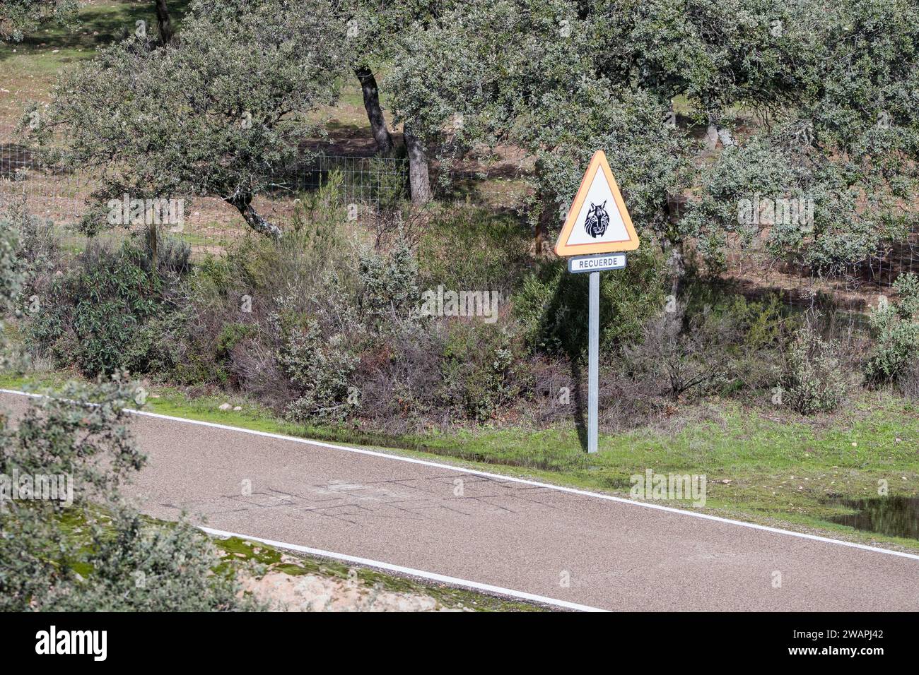 Animaux sauvages devant signal, lynx ibérique, Lynx pardinus, avec la phrase se souvenir en espagnol, Andújar, Jaén, Andalousie, Espagne Banque D'Images