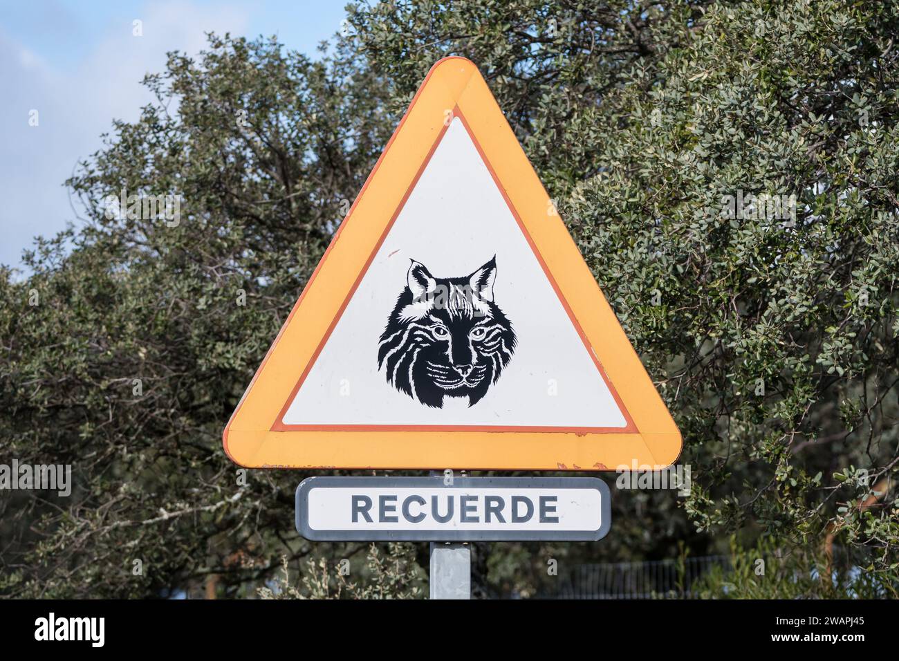 Animaux sauvages devant signal, lynx ibérique, Lynx pardinus, avec la phrase se souvenir en espagnol, Andújar, Jaén, Andalousie, Espagne Banque D'Images