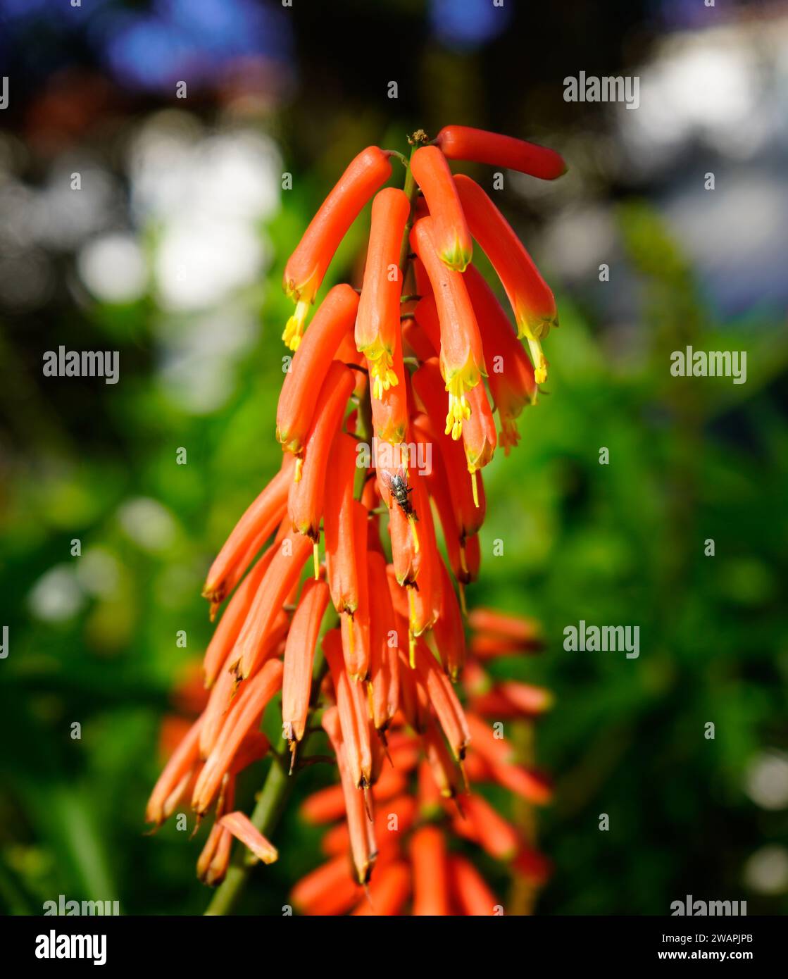 Pic de fleurs Kniphofia (Red Hot Poker) avec des fleurs tubulaires orange-rouge vibrantes - jardin de lys de torche coloré en gros plan Banque D'Images